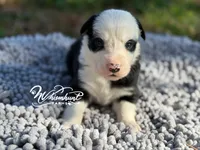 Spook, a male Border Collie for sale in Nashville, AR – Photo 2 of 3