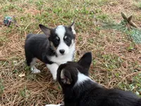Betsy , a female Cardigan Welsh Corgi and Pembroke Welsh Corgi for sale in Nashville, AR – 10 of 10