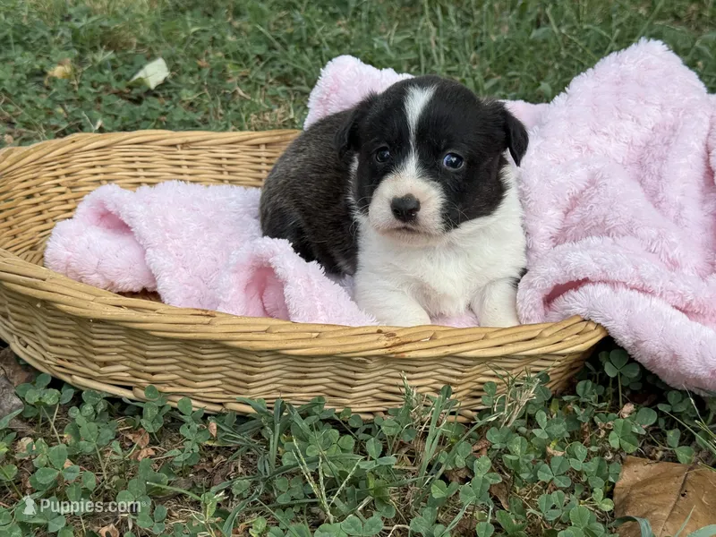 Brindle girl  – Cardigan Welsh Corgi, Pembroke Welsh Corgi puppy for sale in Nashville, AR