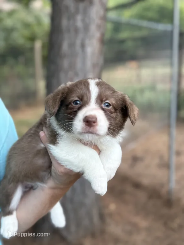 Liver Girl – Cardigan Welsh Corgi, Pembroke Welsh Corgi puppy for sale in Nashville, AR