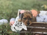 Long hair Red dapple, a female Miniature Dachshund for sale in Nashville, AR – 2 of 6