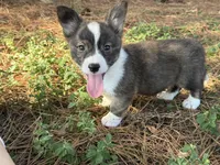 Red collar bribdle, a male Cardigan Welsh Corgi and Pembroke Welsh Corgi for sale in Nashville, AR – 10 of 10