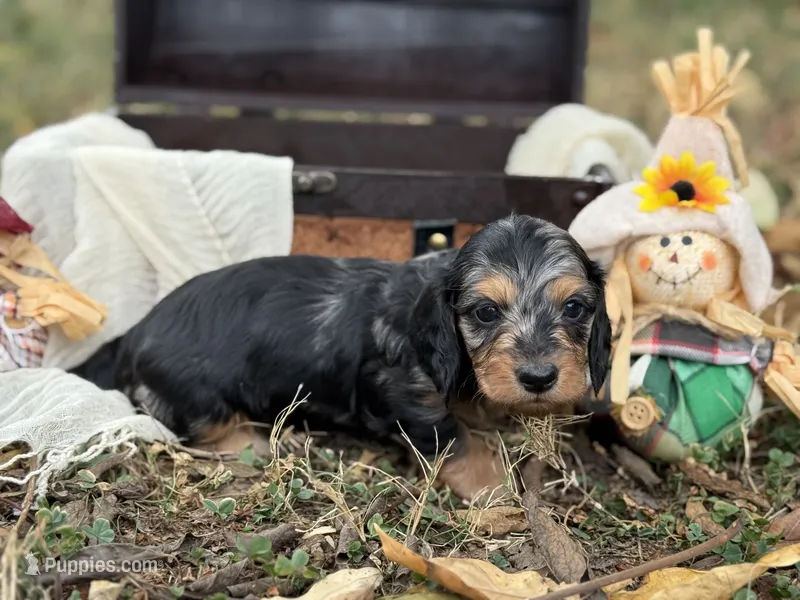Silky dapple  – Miniature Dachshund puppy for sale in Nashville, AR