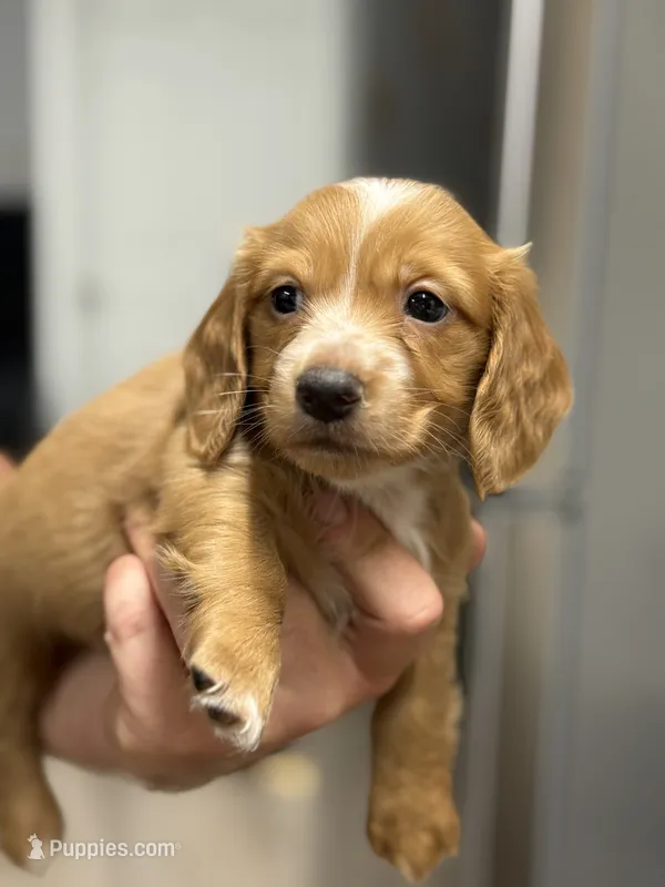 Dark cream - Blaze – Miniature Dachshund puppy for sale in Nashville, AR