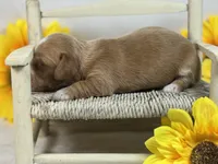 SILKY Red girl, a female Miniature Dachshund for sale in Nashville, AR – 5 of 6