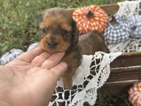 Long hair Red dapple, a female Miniature Dachshund for sale in Nashville, AR – 5 of 6