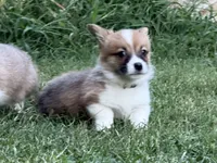 Fluff carrier, a male Pembroke Welsh Corgi for sale in Nashville, AR – 8 of 9
