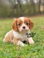 Amy AKC, a female Cavalier King Charles Spaniel for sale in Nashville, AR – Photo 1 of 2