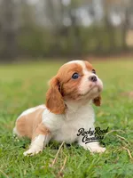Amy AKC, a female Cavalier King Charles Spaniel for sale in Nashville, AR – Photo 2 of 2