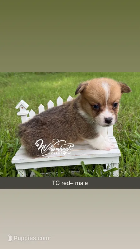 TC Boy  – Pembroke Welsh Corgi puppy for sale in Nashville, AR