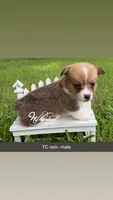 TC Boy , a male Pembroke Welsh Corgi for sale in Nashville, AR – 1 of 2