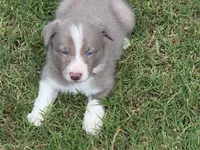 Lilac Boy, a male Border Collie for sale in Nashville, AR – 10 of 10