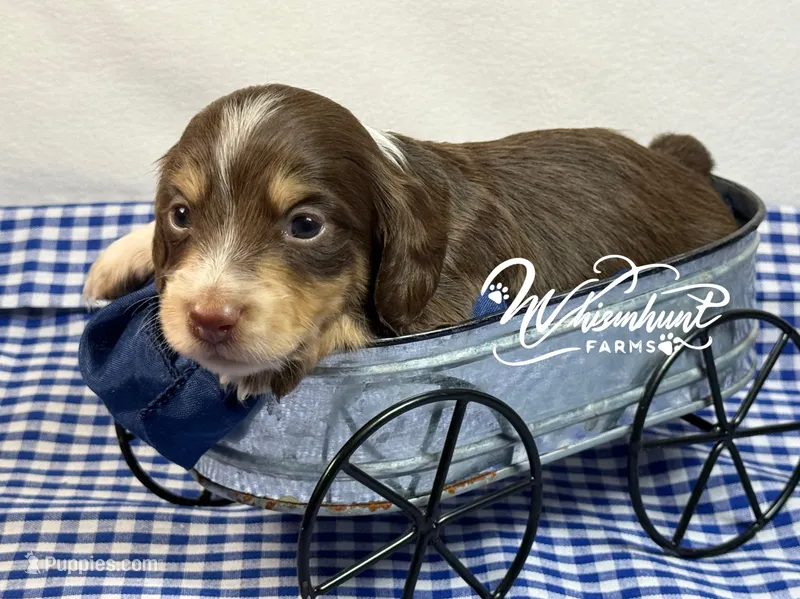 Choc n cream  – Miniature Dachshund puppy for sale in Nashville, AR