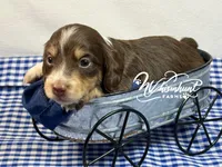 Choc n cream , a female Miniature Dachshund for sale in Nashville, AR – 1 of 4