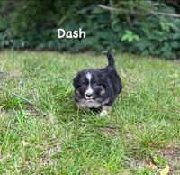 Dash- fluffy, a male Cardigan Welsh Corgi for sale in Nashville, AR – 7 of 10