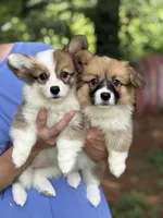Fluffy Sable girl, a female Pembroke Welsh Corgi for sale in Nashville, AR – 2 of 10