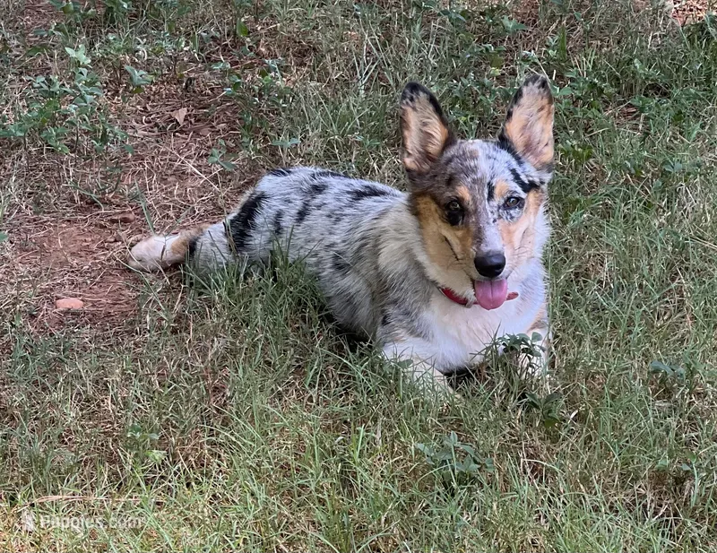 Sofia – Cardigan Welsh Corgi, Pembroke Welsh Corgi puppy for sale in Nashville, AR