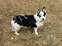 Elsa, a female Cardigan Welsh Corgi and Pembroke Welsh Corgi for sale in Nashville, AR – 4 of 6