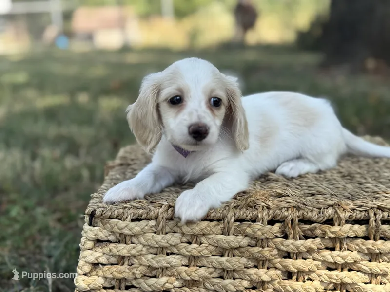 Blondie~ purple – Miniature Dachshund puppy on hold in Nashville, AR