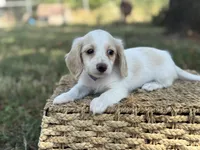 Blondie~ purple, a female Miniature Dachshund for sale in Nashville, AR – 1 of 10