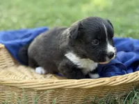 Brindle fluff , a male Cardigan Welsh Corgi and Pembroke Welsh Corgi for sale in Nashville, AR – 2 of 4