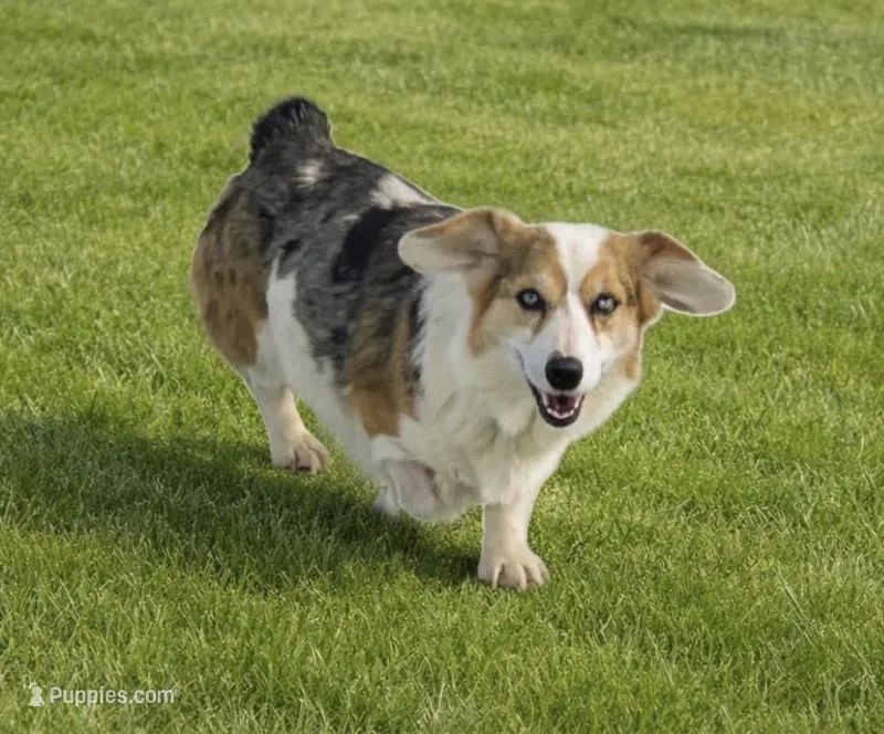 SKYE- SPAYED – Cardigan Welsh Corgi puppy for sale in Nashville, AR
