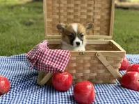 Fluff carrier, a male Pembroke Welsh Corgi for sale in Nashville, AR – 7 of 9