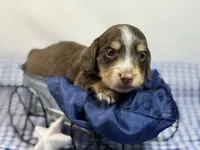 Choc n cream Boy AKC, a male Miniature Dachshund for sale in Nashville, AR – 7 of 8