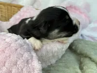 Full tail , a female Cardigan Welsh Corgi and Pembroke Welsh Corgi for sale in Nashville, AR – 4 of 4