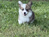 Fluffy Sable girl, a female Pembroke Welsh Corgi for sale in Nashville, AR – 9 of 10