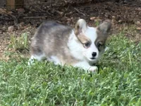 Fluffy Sable girl, a female Pembroke Welsh Corgi for sale in Nashville, AR – 8 of 10