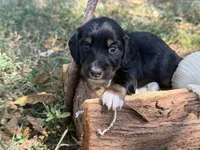 Black boy , a female Miniature Dachshund for sale in Nashville, AR – 2 of 3