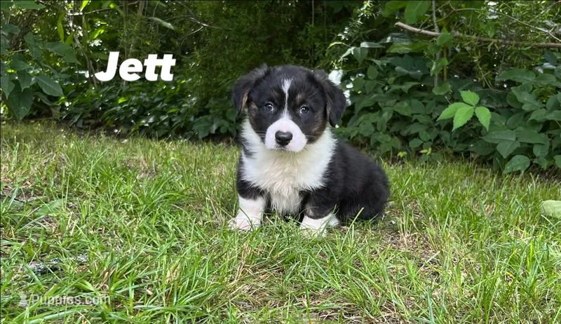 Jett – Cardigan Welsh Corgi puppy for sale in Nashville, AR