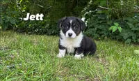 Jett, a male Cardigan Welsh Corgi for sale in Nashville, AR – 1 of 10