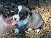 Red collar bribdle, a male Cardigan Welsh Corgi and Pembroke Welsh Corgi for sale in Nashville, AR – 5 of 10