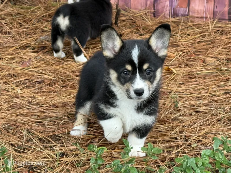 Missy – Cardigan Welsh Corgi, Pembroke Welsh Corgi puppy for sale in Nashville, AR
