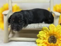 Black long hair- AKC, a female Miniature Dachshund for sale in Nashville, AR – 2 of 3