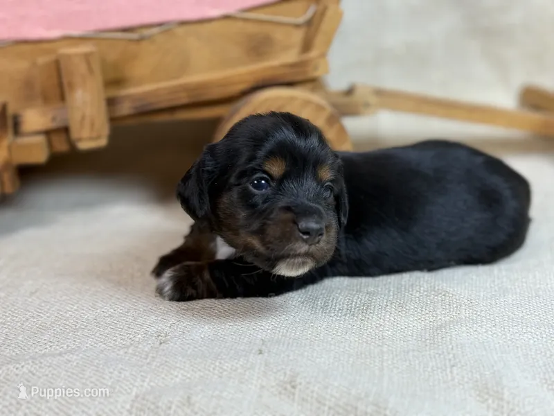 Black long hair- AKC – Miniature Dachshund puppy for sale in Nashville, AR