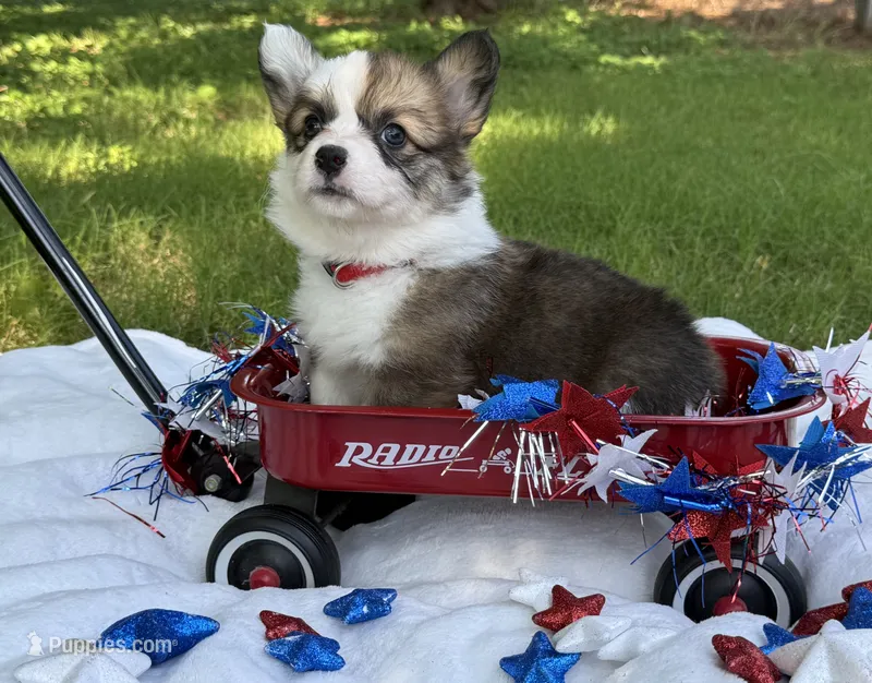 Fluffy Sable girl – Pembroke Welsh Corgi puppy for sale in Nashville, AR