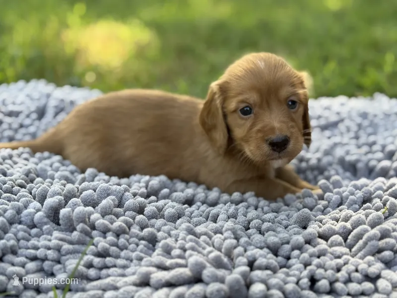 Dark cream  – Miniature Dachshund puppy for sale in Nashville, AR