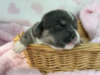 Full tail bluie, a female Cardigan Welsh Corgi and Pembroke Welsh Corgi for sale in Nashville, AR – 3 of 5