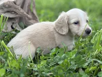 ee cream long hair AKC, a male Miniature Dachshund for sale in Nashville, AR – 2 of 8