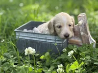 ee cream long hair AKC, a male Miniature Dachshund for sale in Nashville, AR – 8 of 8