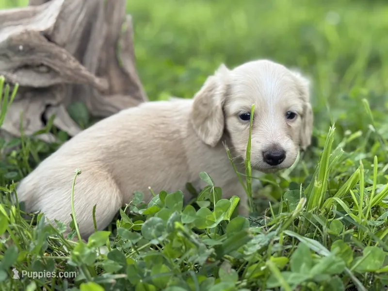 ee cream long hair AKC – Miniature Dachshund puppy for sale in Nashville, AR