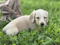 ee cream long hair AKC, a male Miniature Dachshund for sale in Nashville, AR – 1 of 8