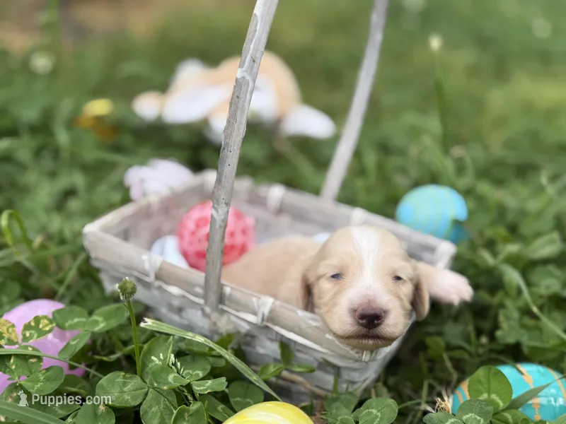 ee cream long hair AKC, a male Miniature Dachshund for sale in Nashville, AR – Photo 1 of 2