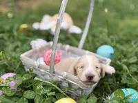 ee cream long hair AKC, a male Miniature Dachshund for sale in Nashville, AR – Photo 1 of 2