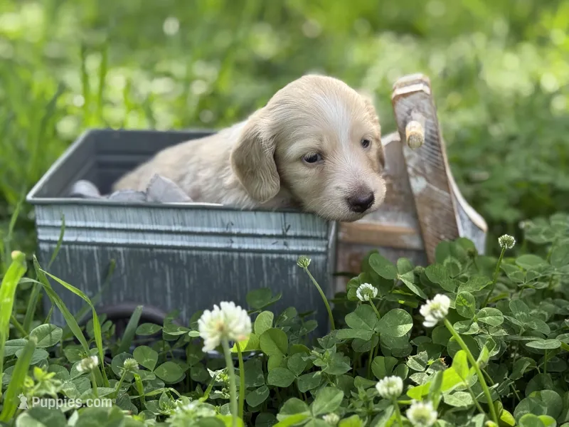 ee cream long hair AKC – Miniature Dachshund puppy for sale in Nashville, AR