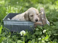 ee cream long hair AKC, a male Miniature Dachshund for sale in Nashville, AR – 3 of 8