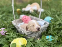 ee cream long hair AKC, a male Miniature Dachshund for sale in Nashville, AR – Photo 2 of 2